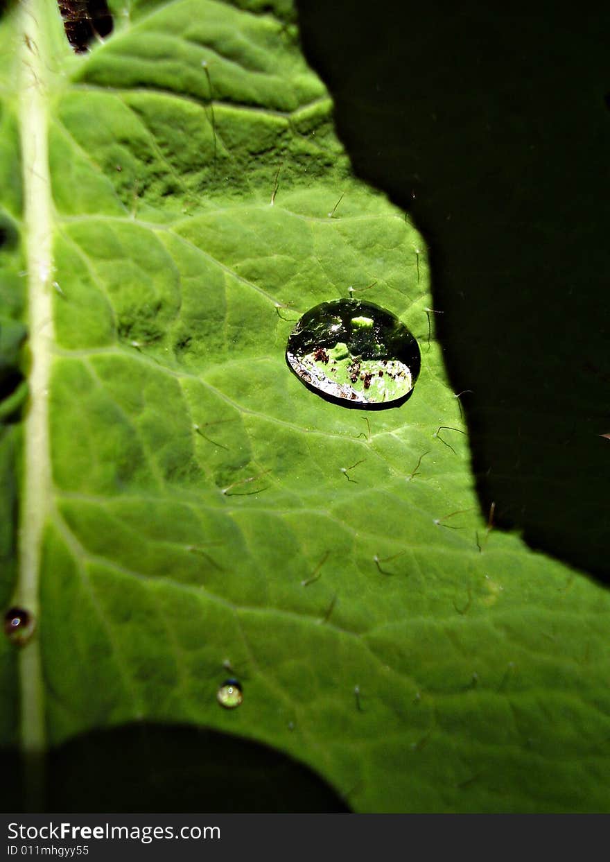 A drop of water on the leaf of a blue poppy