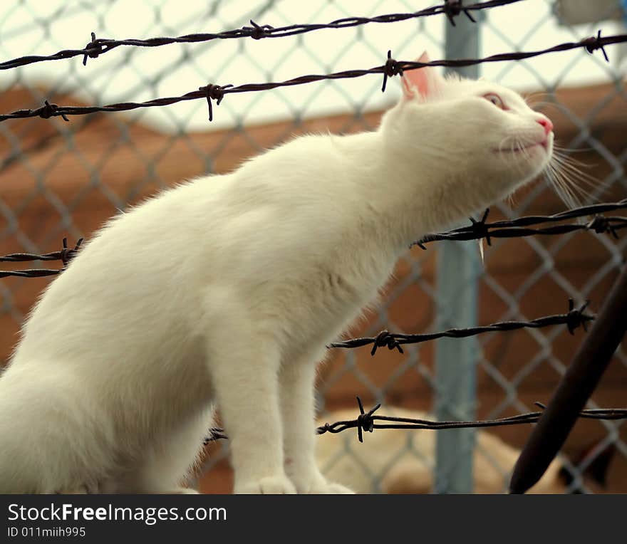 White ally cat sticking its head through barbed wire fence. White ally cat sticking its head through barbed wire fence