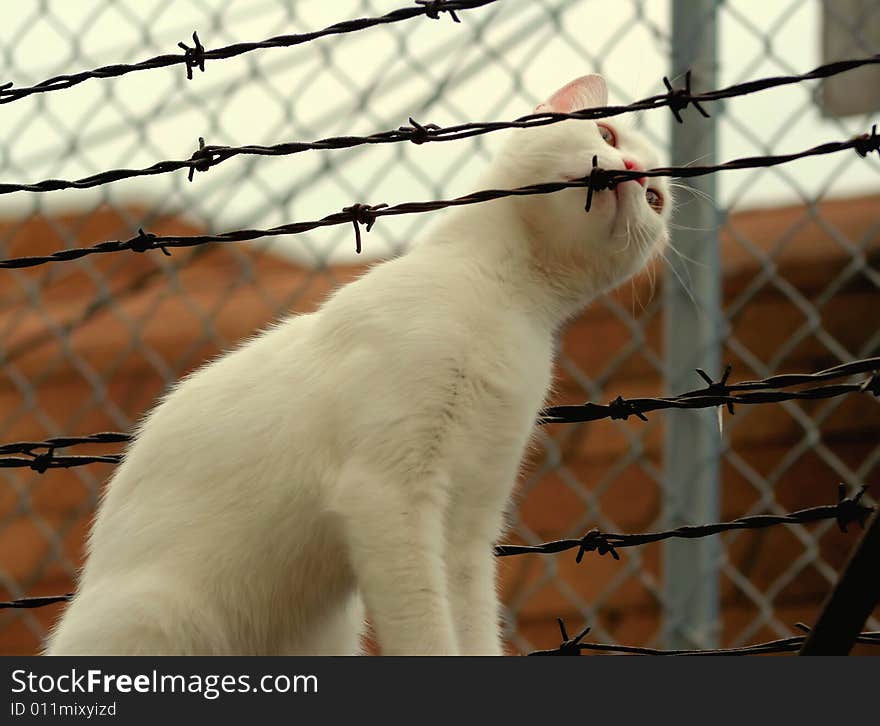 White cat rubbing its face on a barbed wire fence. White cat rubbing its face on a barbed wire fence