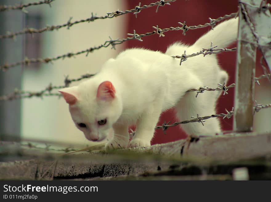 White cat crawling through barbed wire fence. White cat crawling through barbed wire fence