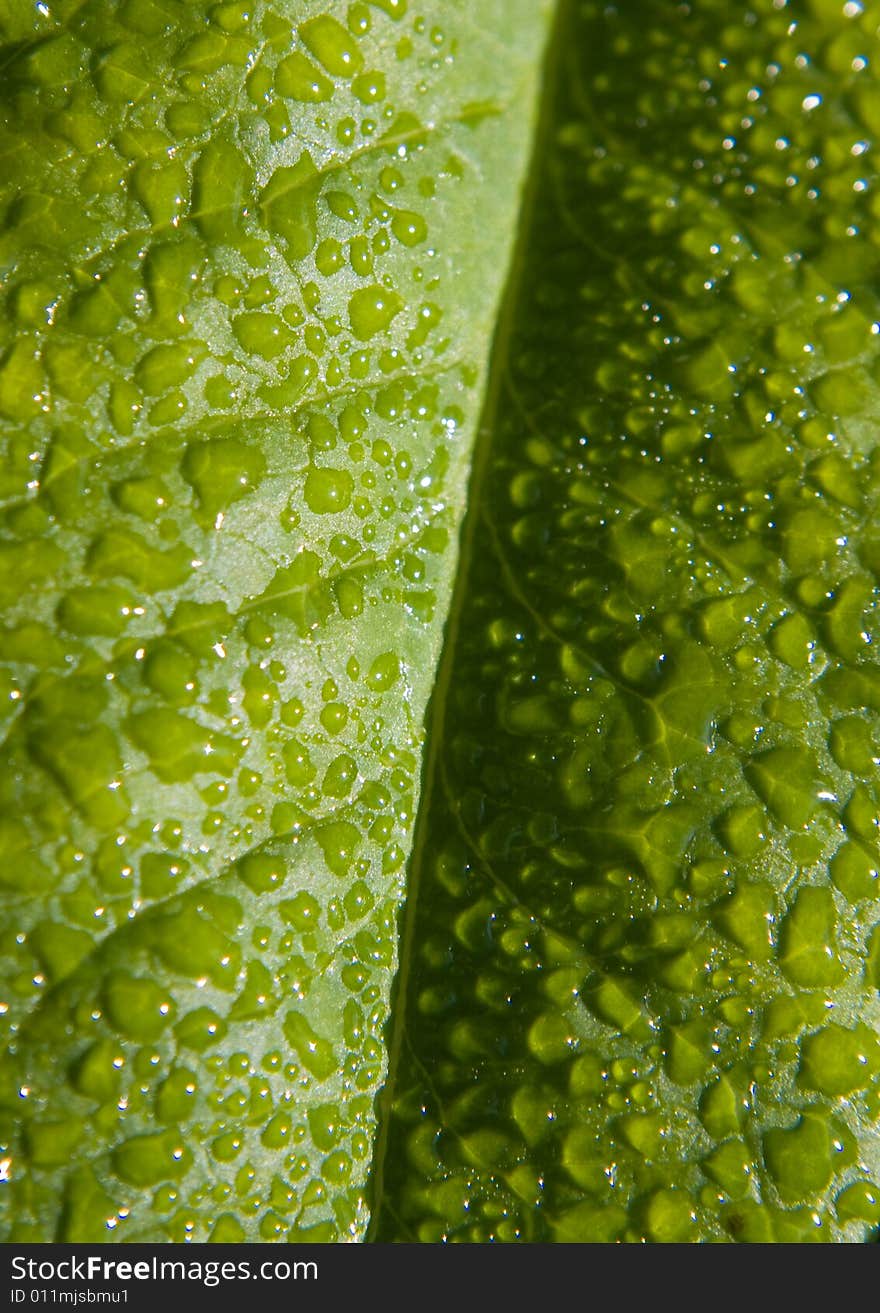 The Texture of the green sheet in drop of water. The Texture of the green sheet in drop of water.