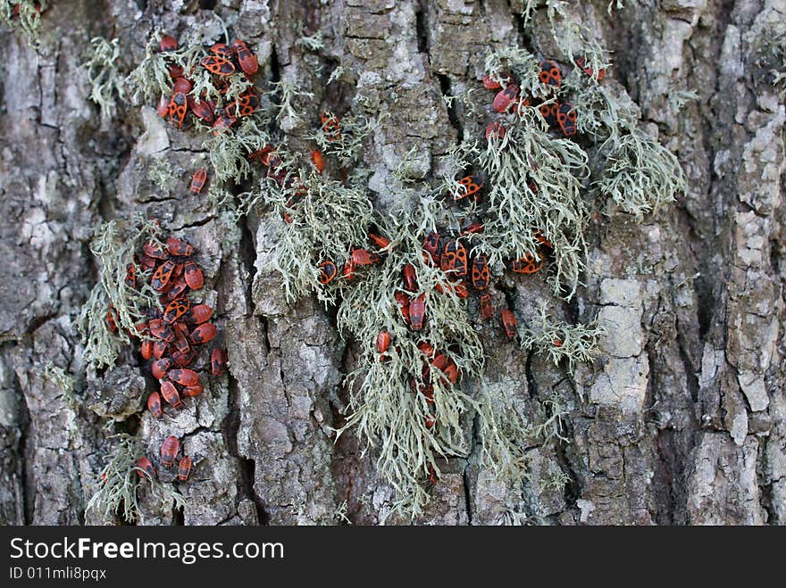 Bugs Pyrrhocoris apterus on the tree with lichen. Bugs Pyrrhocoris apterus on the tree with lichen.