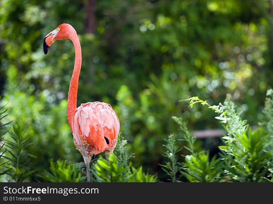 Picture of red flamingo in wild zoo