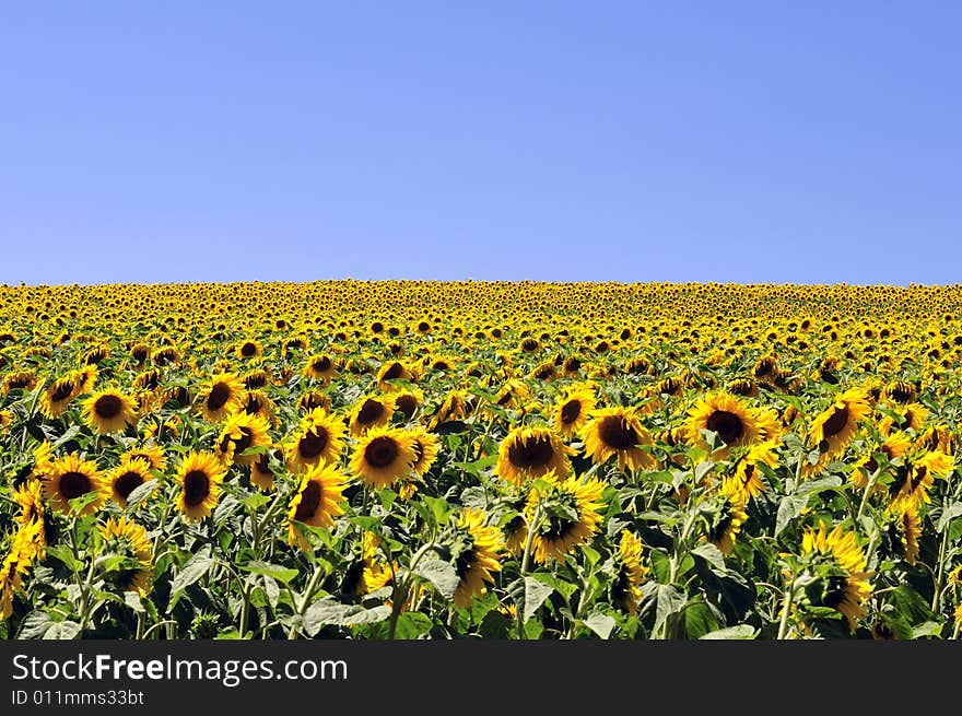 Field of sunflowers in France. Field of sunflowers in France