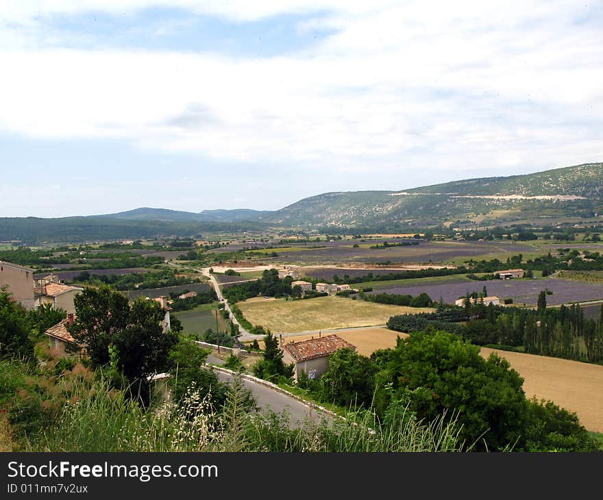 Lavender in full bloom in a field in july in the Provence of France, used for distilling essential oils - Alpes de Haute Provence. Lavender in full bloom in a field in july in the Provence of France, used for distilling essential oils - Alpes de Haute Provence