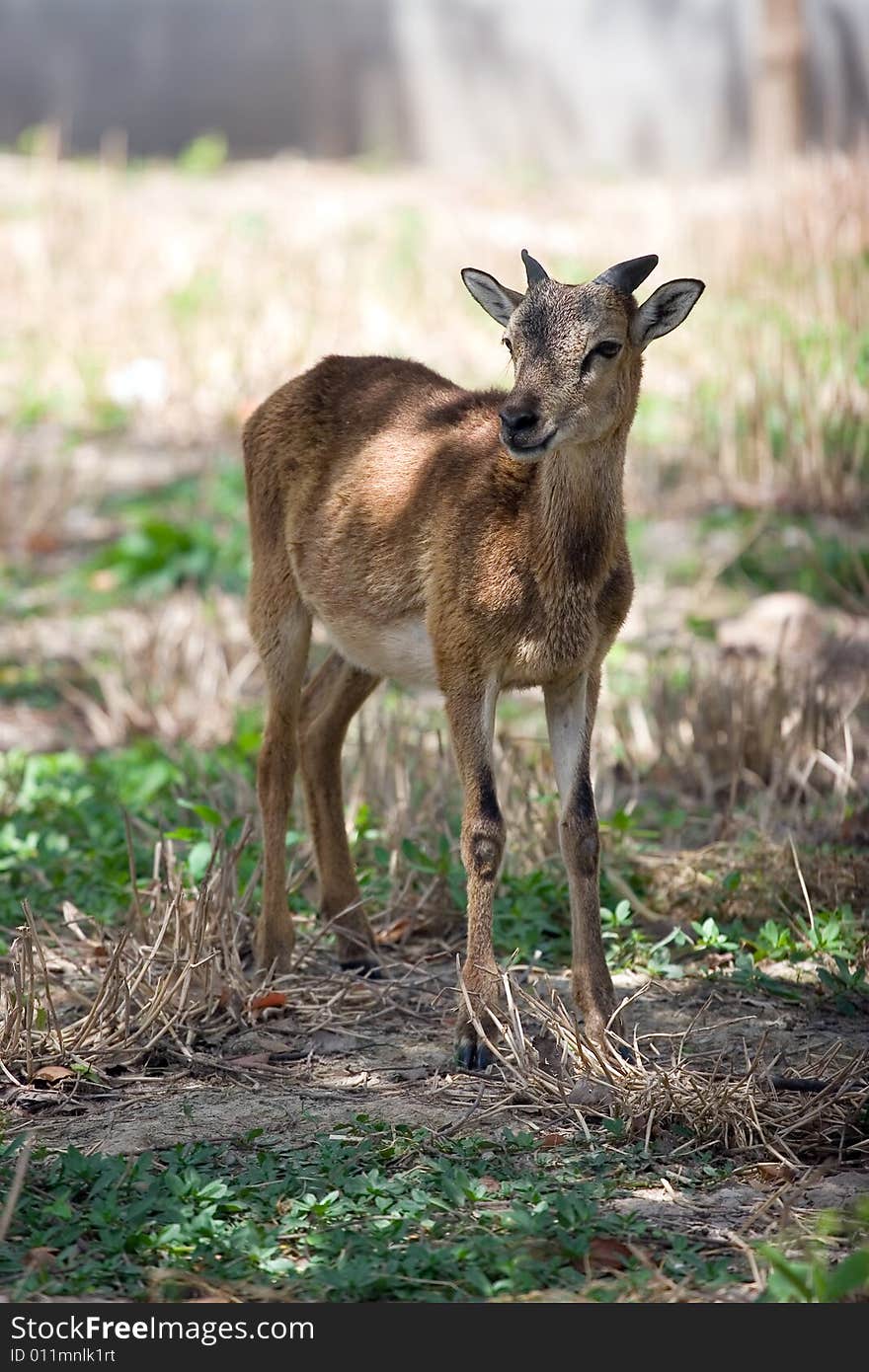 Picture of the little wapiti