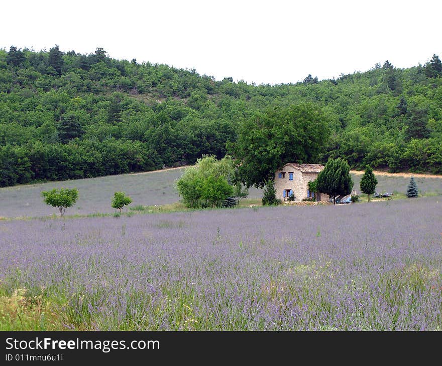 Lavender in full bloom in a field in july in the Provence of France, used for distilling essential oils - Alpes de Haute Provence. Lavender in full bloom in a field in july in the Provence of France, used for distilling essential oils - Alpes de Haute Provence