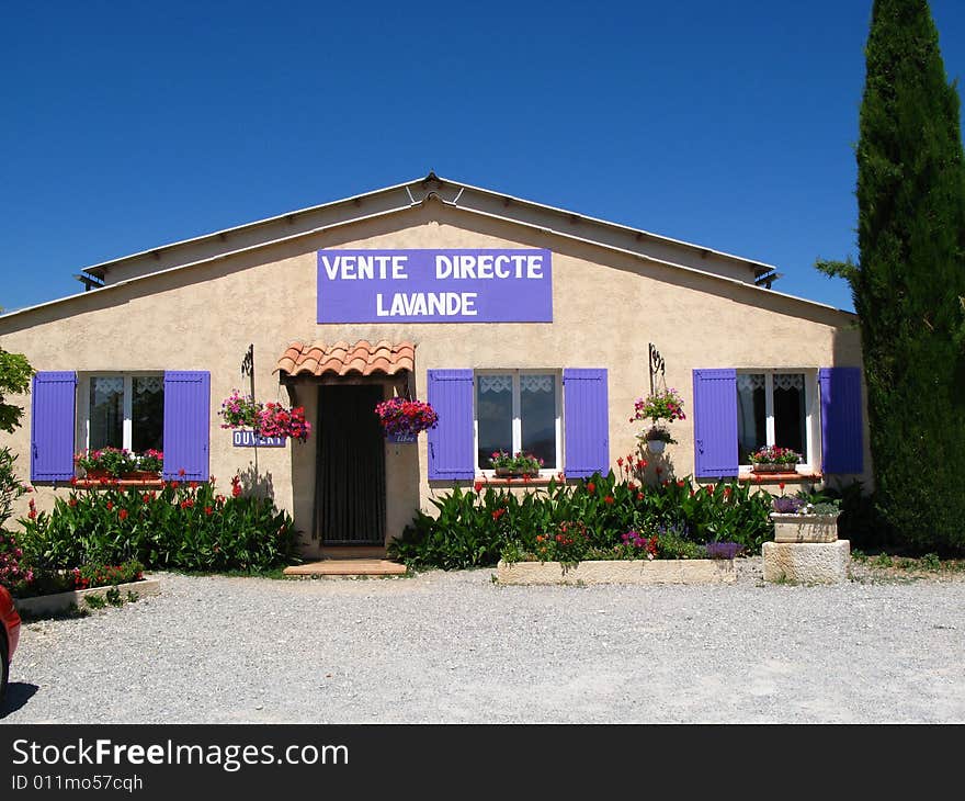 Lavender in full bloom in a field in july in the Provence of France, used for distilling essential oils - Alpes de Haute Provence. Lavender in full bloom in a field in july in the Provence of France, used for distilling essential oils - Alpes de Haute Provence