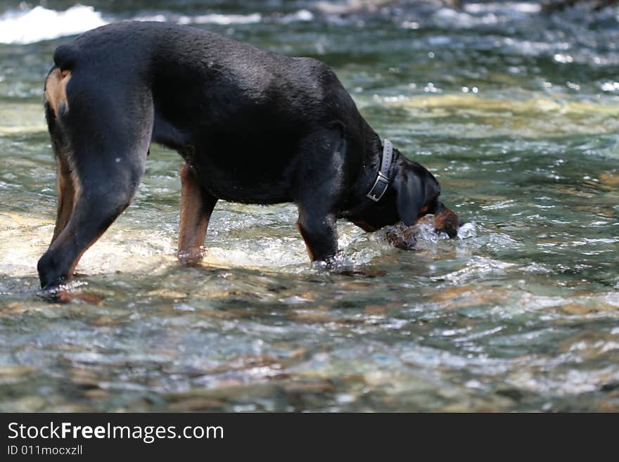 Rottweiler