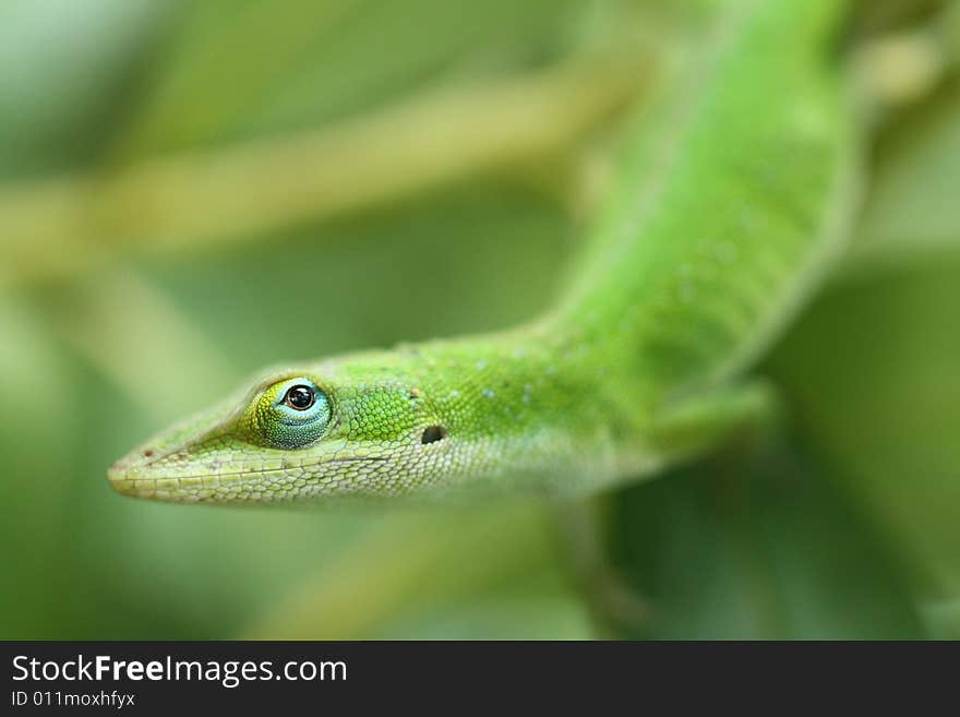 Photo of a green lizard and vegetation with head in focus.