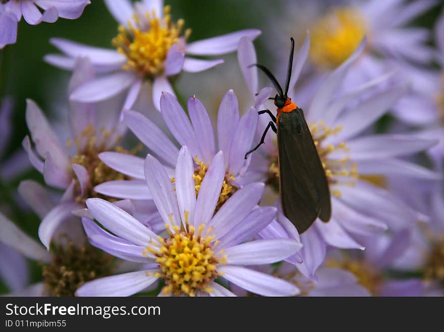 Yellow collared scape moth on group of blue daisies. Yellow collared scape moth on group of blue daisies