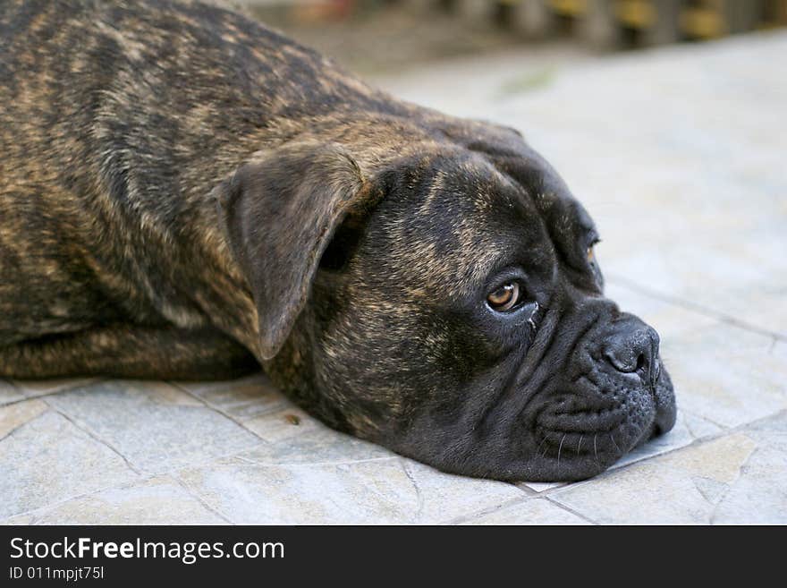 A beautiful bullmastiff laying on the ground. A beautiful bullmastiff laying on the ground.