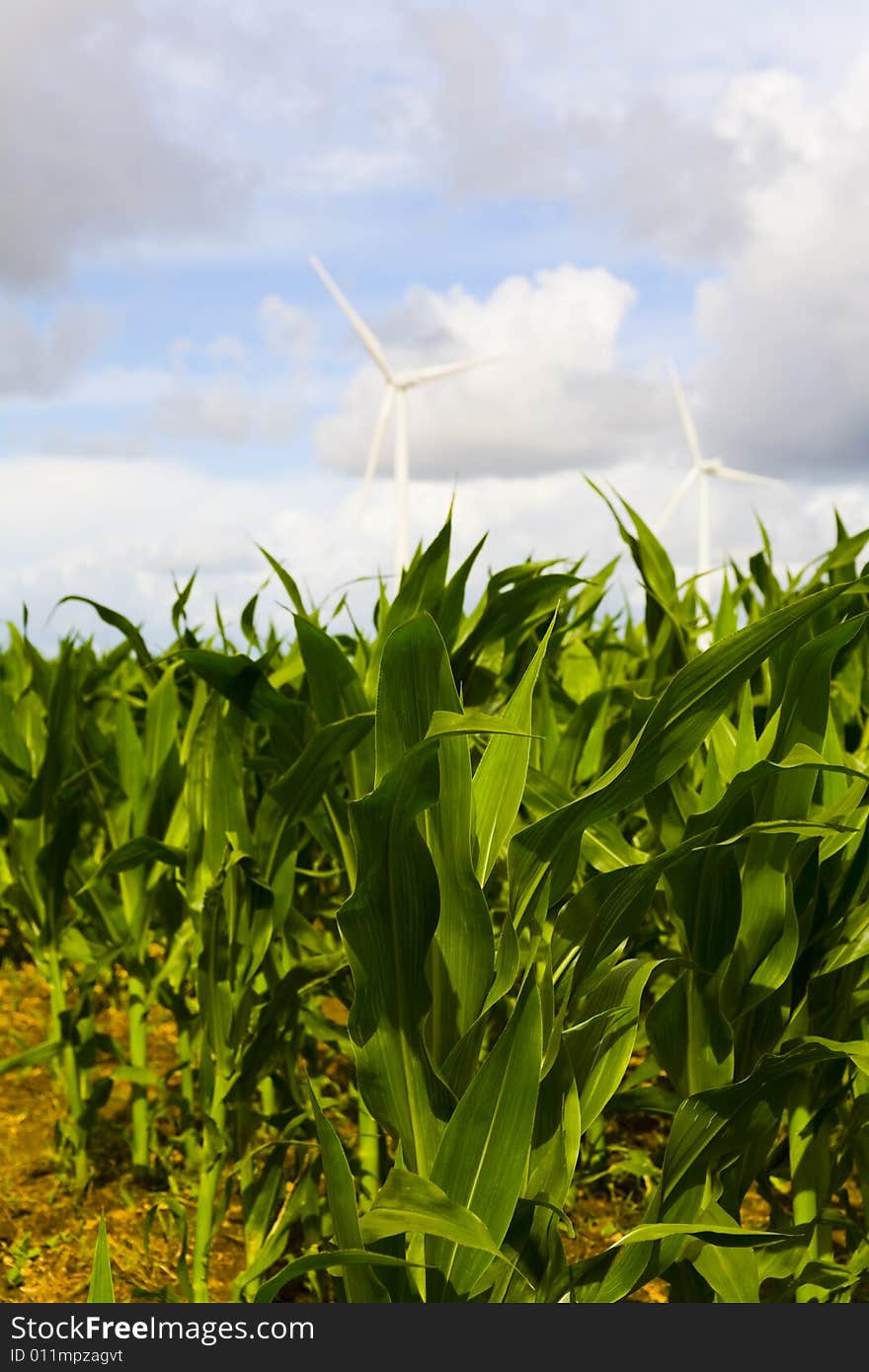 Windmill in wide field in brittany in france