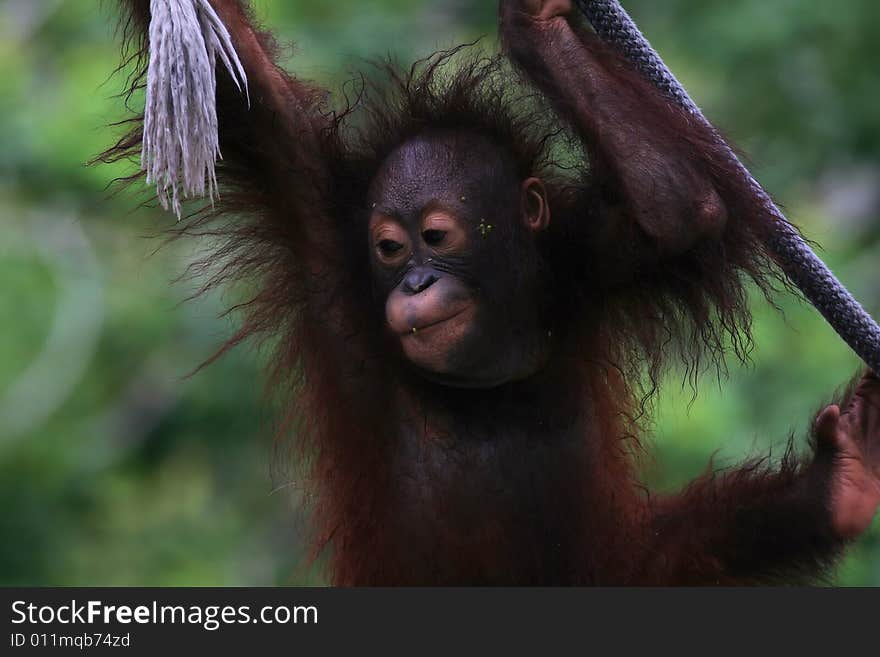 Photo of a orangutan baby playing around. Photo of a orangutan baby playing around