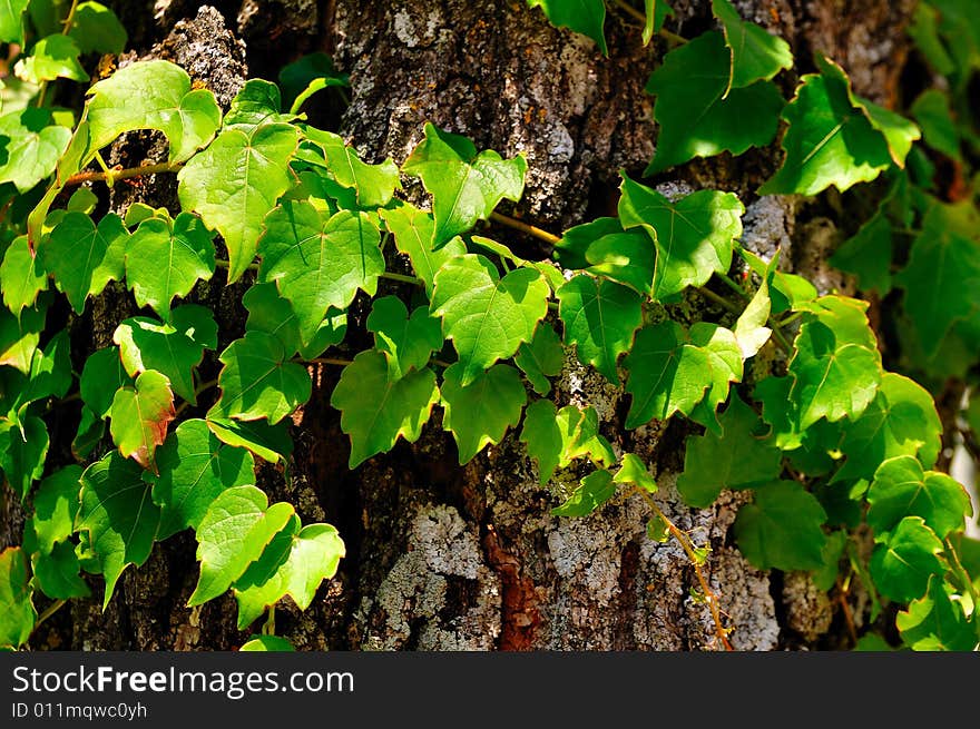 Little grape plant on a log in a summer hot dry afternoon. Little grape plant on a log in a summer hot dry afternoon