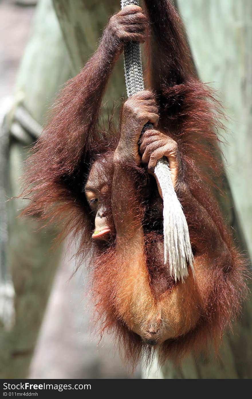 Photo of a orangutan baby playing around. Photo of a orangutan baby playing around