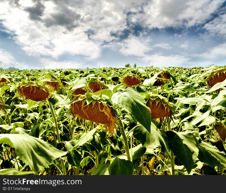 Sunflower