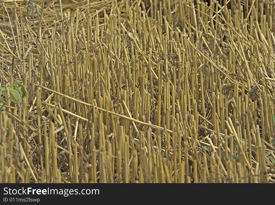 Some brittle stubbles on a dry filed