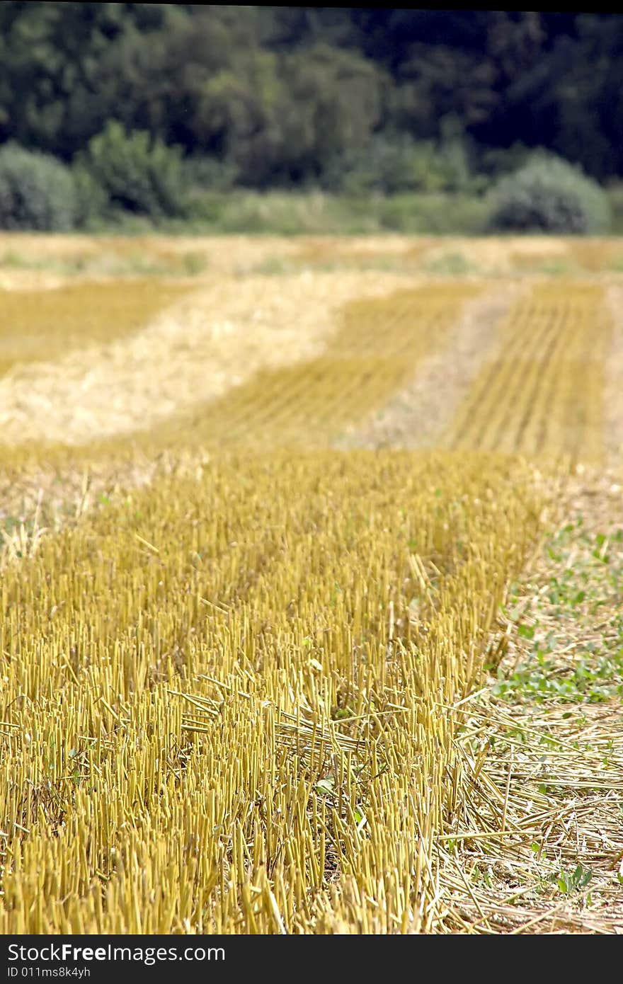 Stubble field