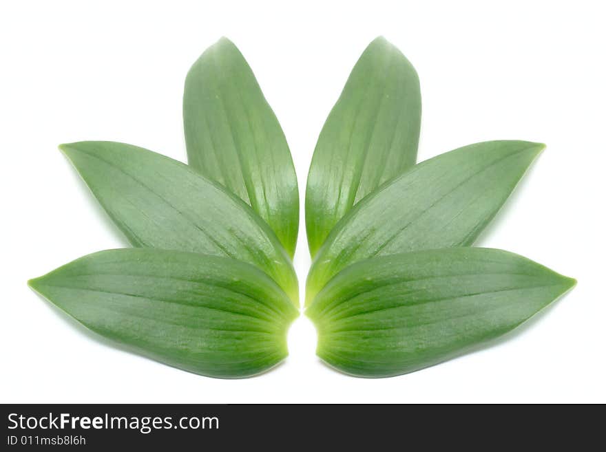 Green leafs isolated on white for your design