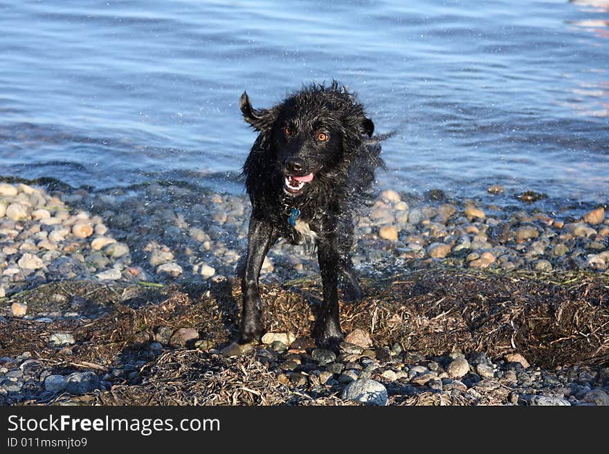 Coltriever on the beach shaking water off. Coltriever on the beach shaking water off.