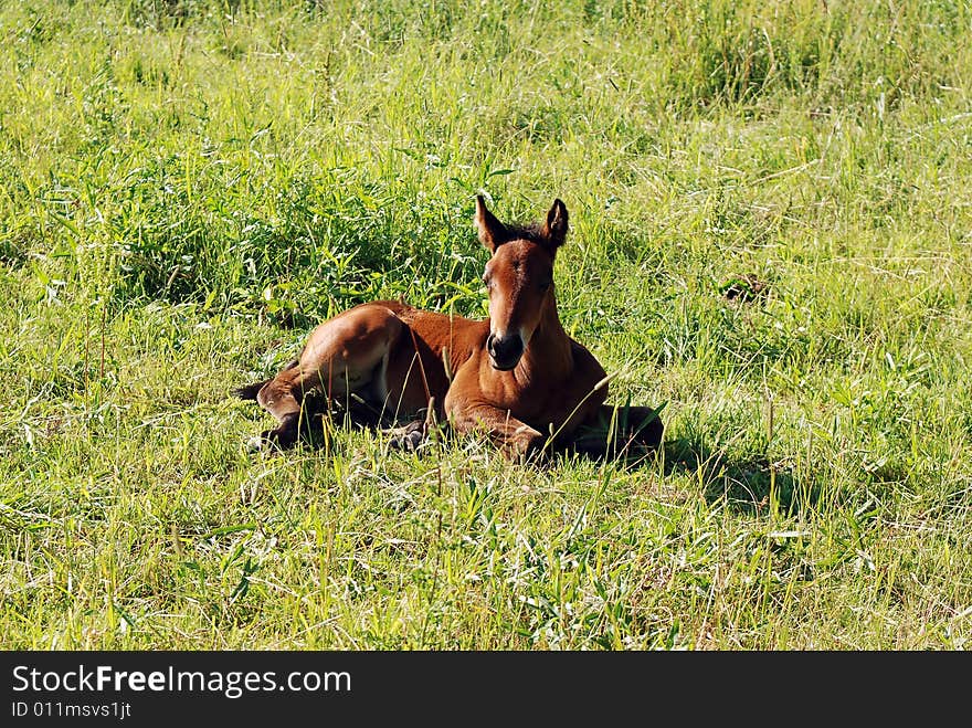 Young colt on a grass