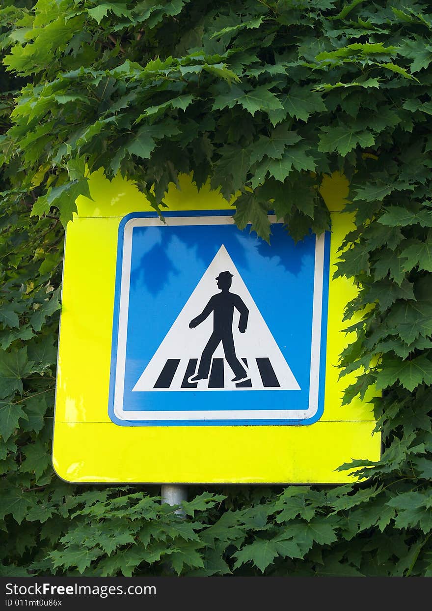 Crosswalk sign in maple tree