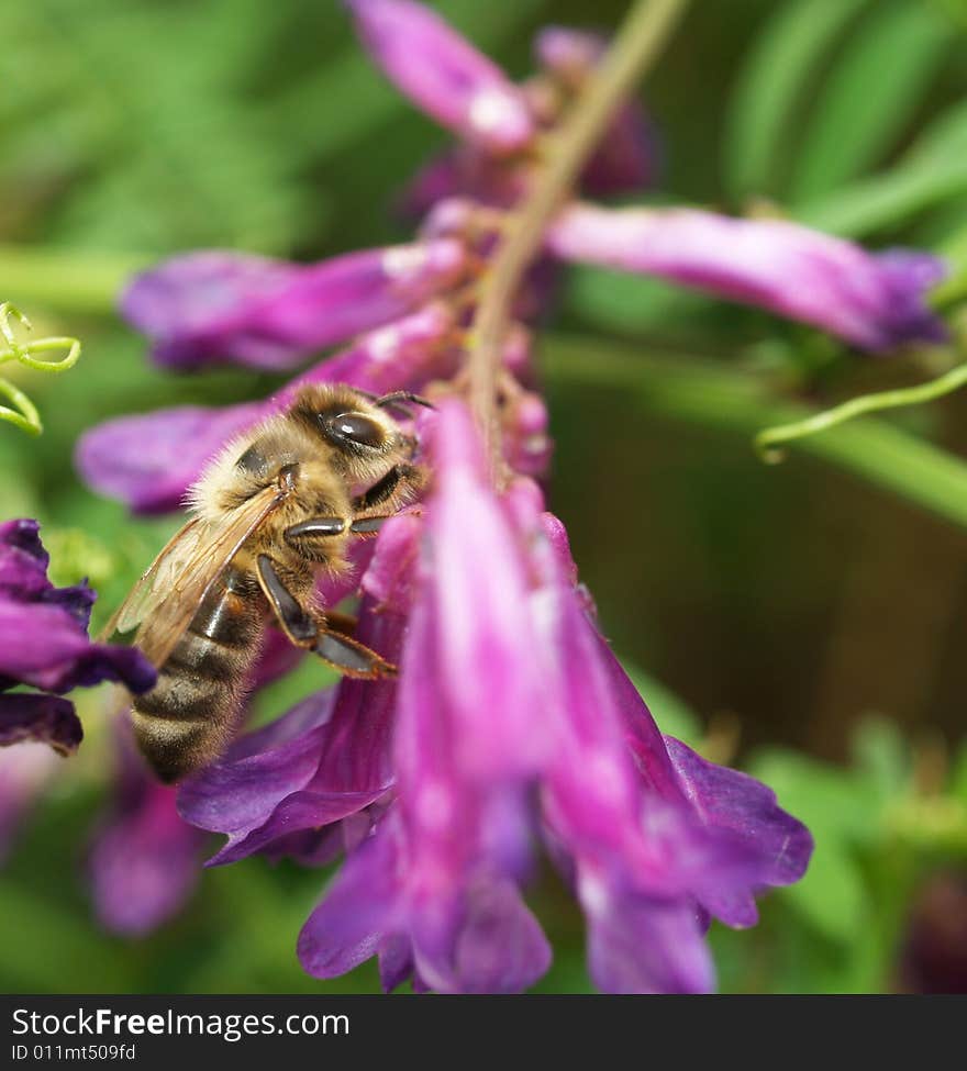 Bee on blossom