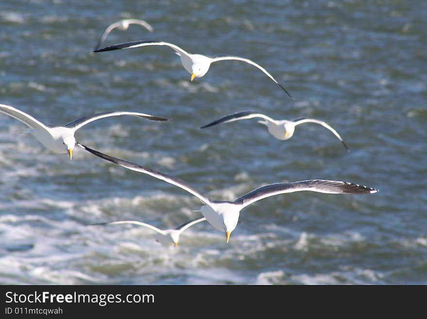 A flock of seagulls by the pier. A flock of seagulls by the pier.