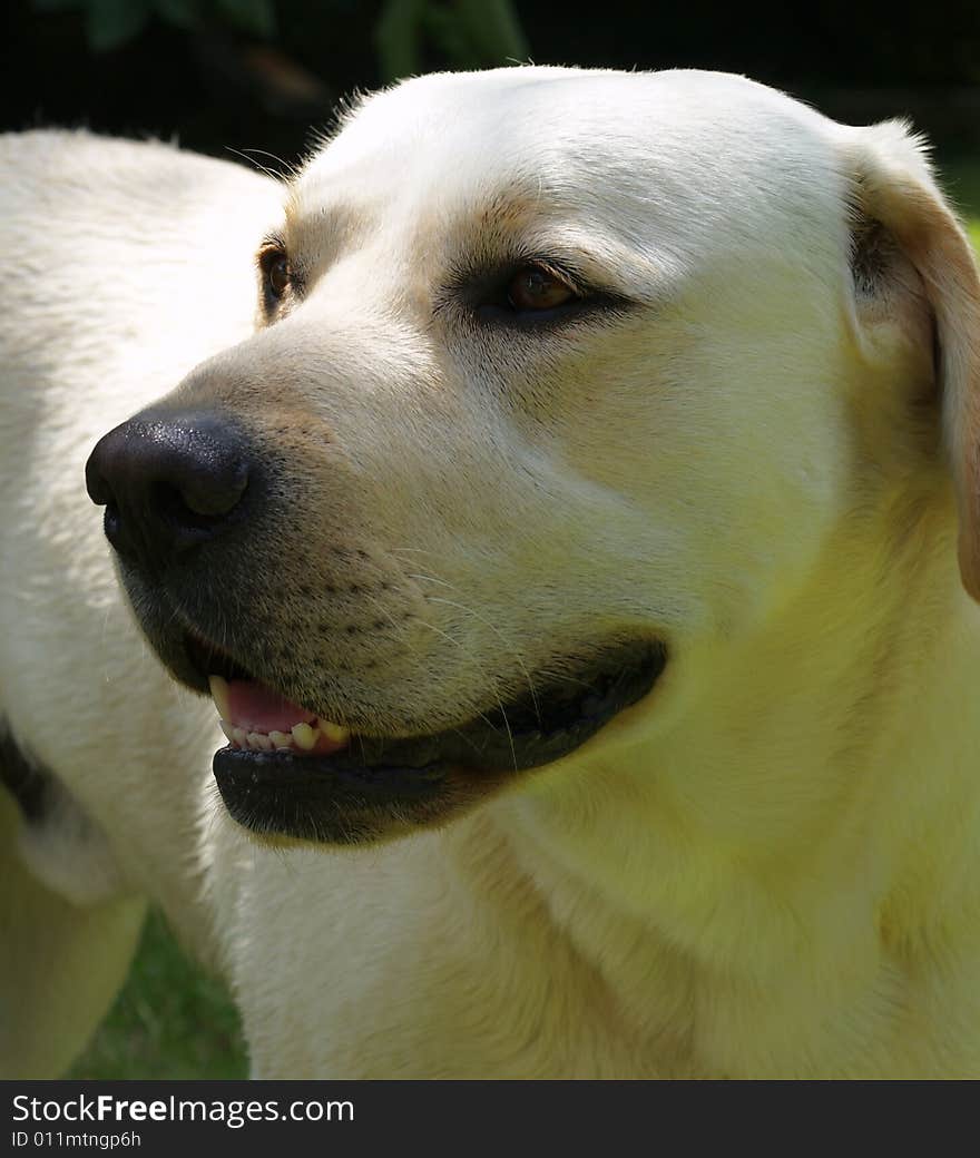 White dog standing and watching