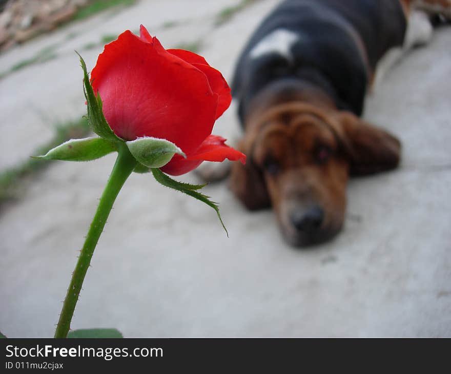 Puppy and Rose