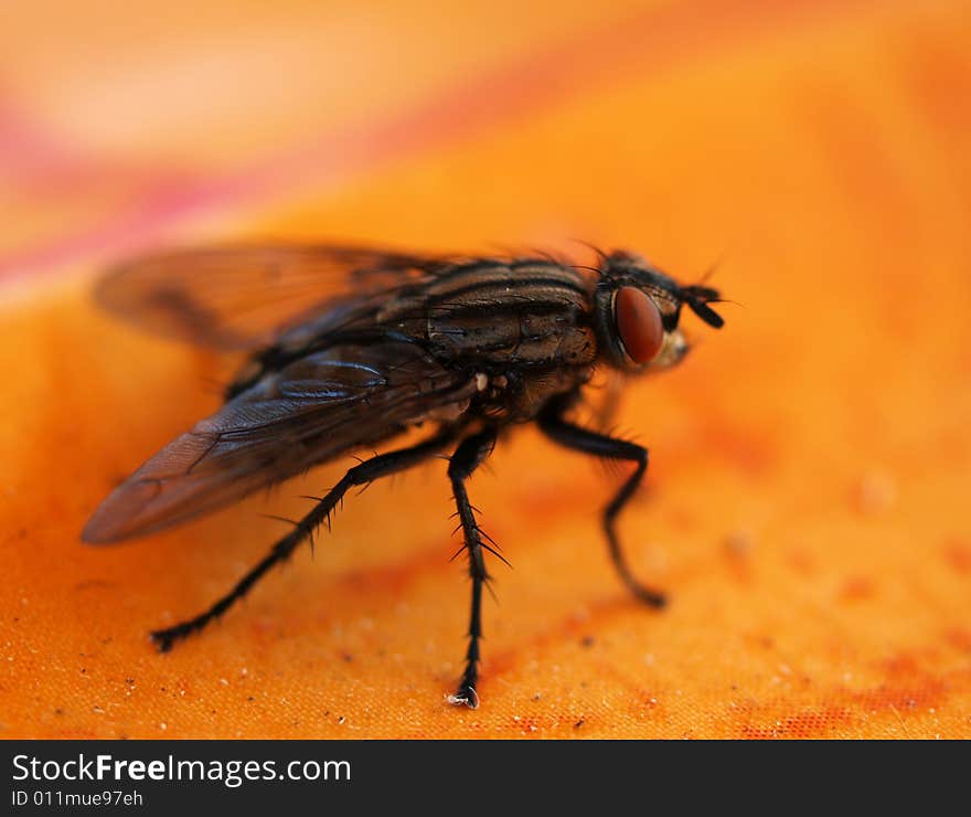 Detail of fly standing on table