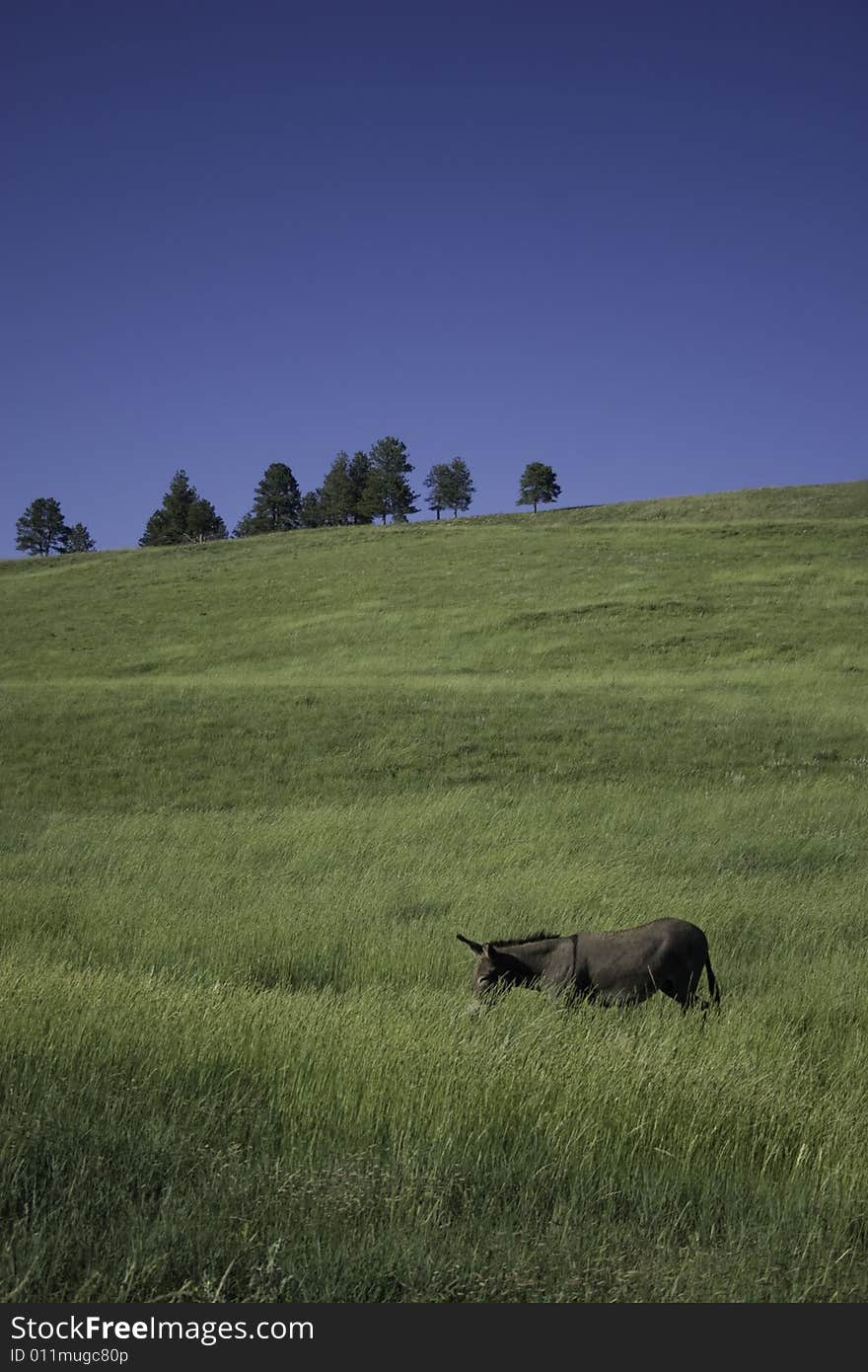 Wild Burro In State Park