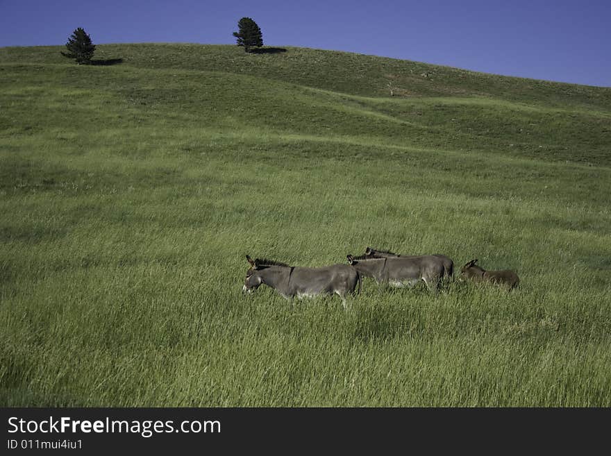 Family of wild burros at feeding time in Custer State Park, South Dakota, USA. Family of wild burros at feeding time in Custer State Park, South Dakota, USA