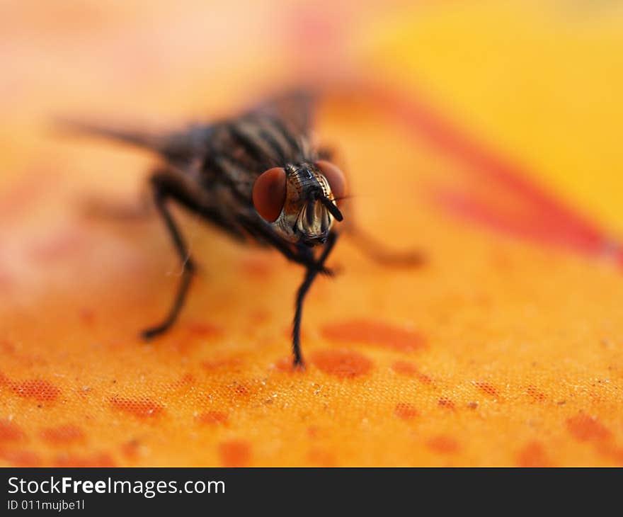 Detail of fly standing on table