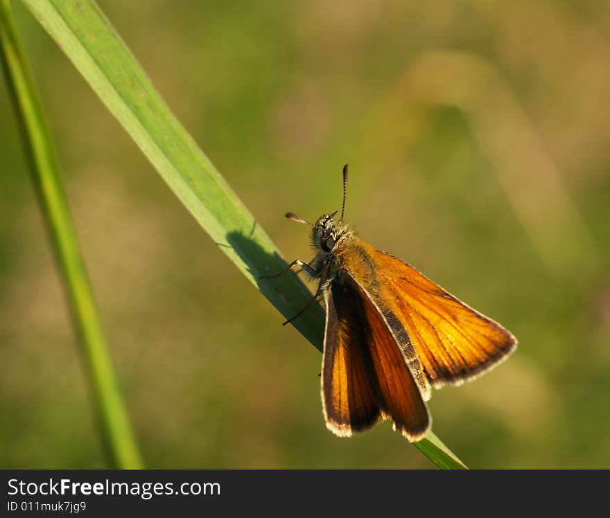 Butterfly On Grass