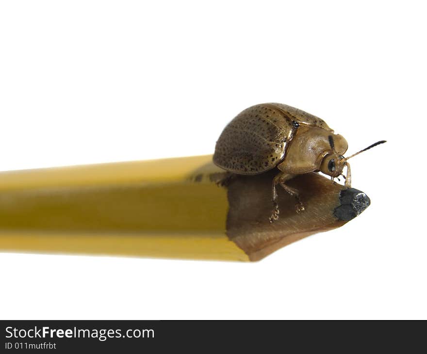 Bug On A Pencil