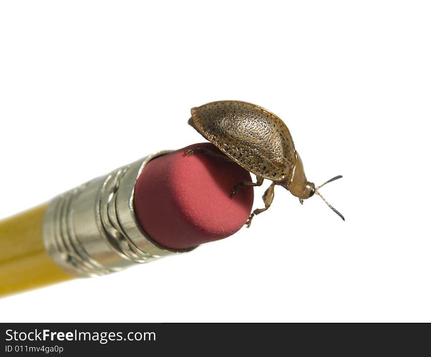 Bug On A Pencil