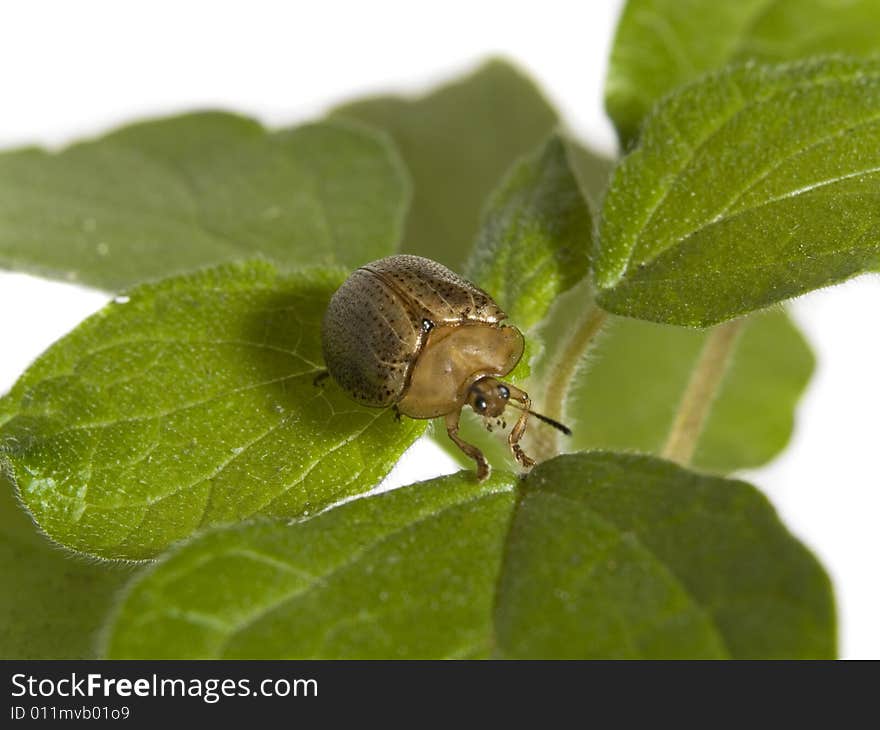 Bug walking on a green plant over white background. Bug walking on a green plant over white background.