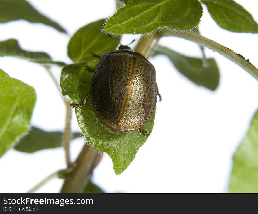 Bug on green leaf over white background. Bug on green leaf over white background.