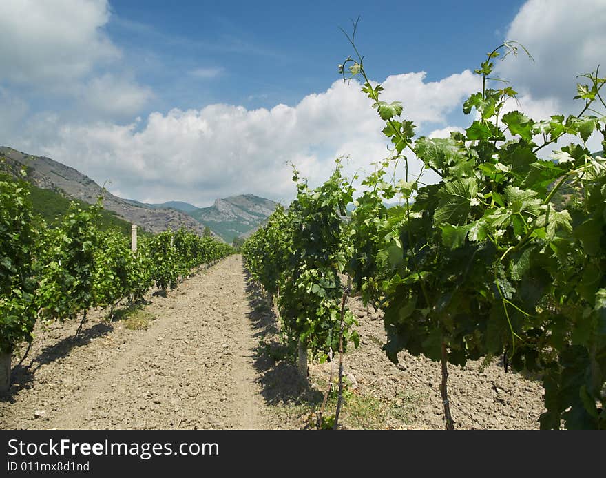 Vineyard in the mountains of Crimea at sunny day