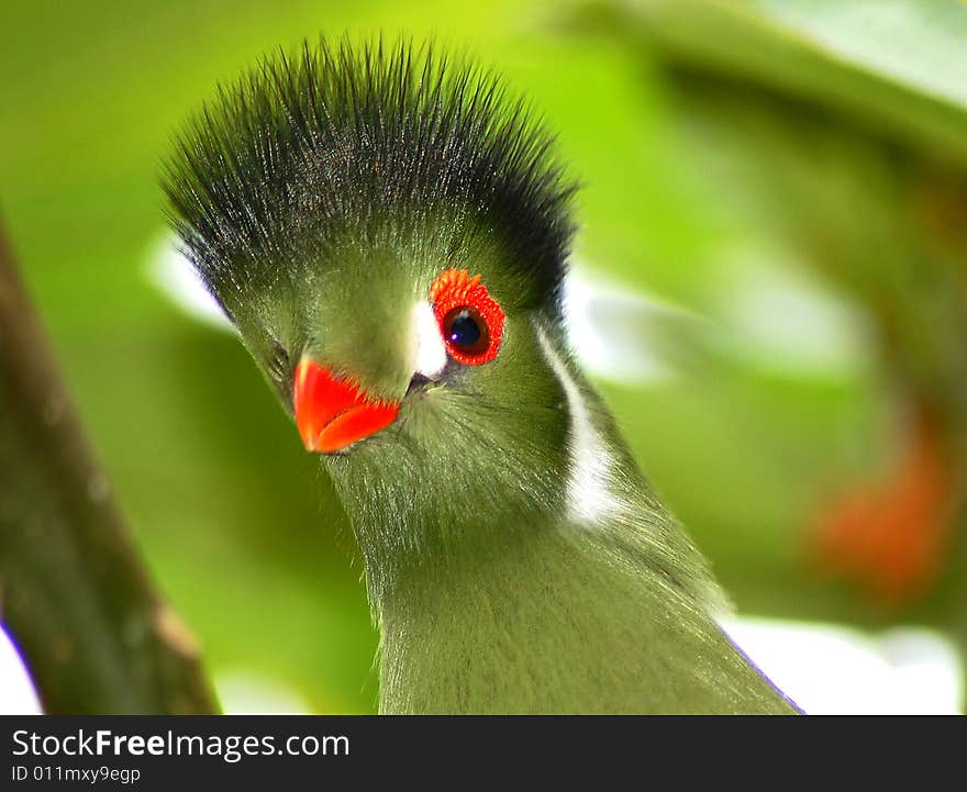 Close up of green tropical bird against green background. Close up of green tropical bird against green background