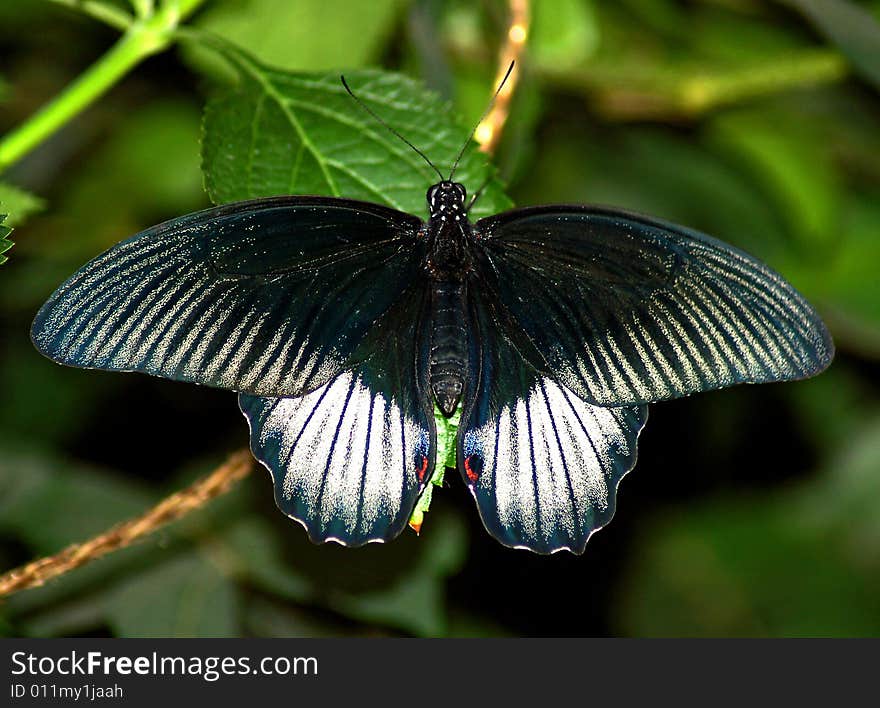 Black butterfly on green leaves