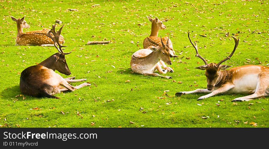 Group of Deers