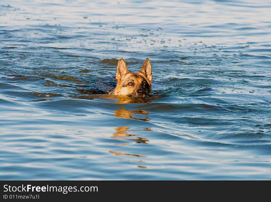 Swiming Germany sheep-dog  in blue sea