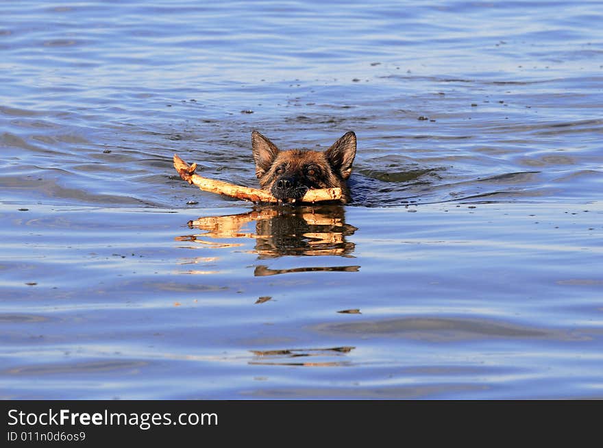 Swiming Germany sheep-dog with stick in mouth