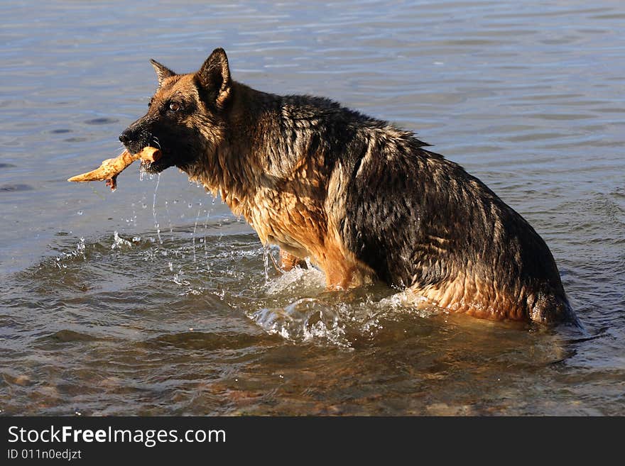 Wet Germany sheep-dog