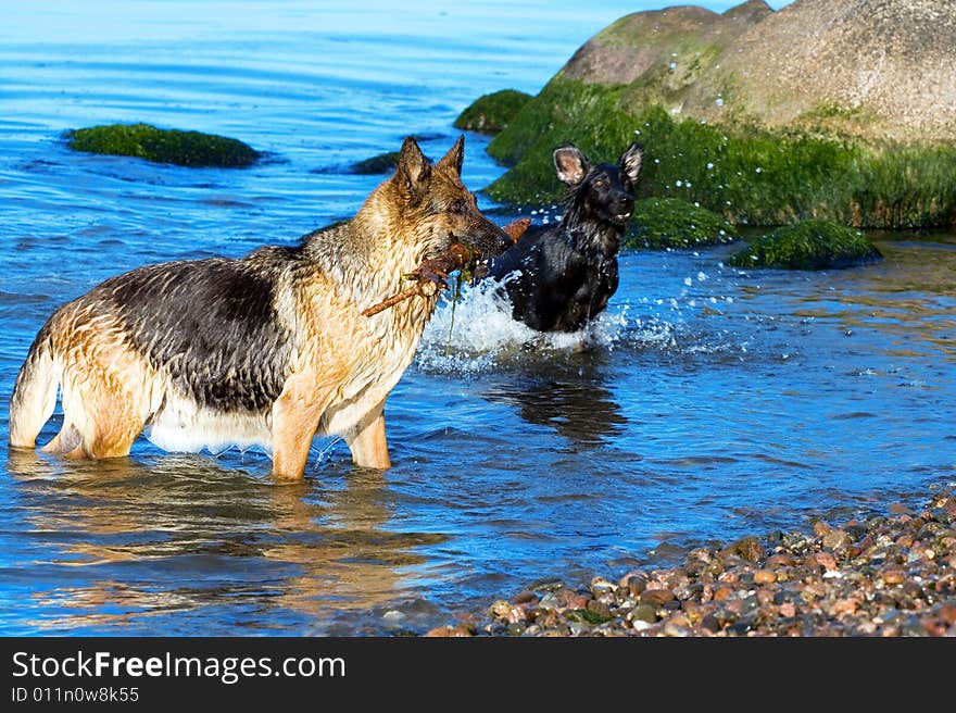 Wet Germany sheep-dog