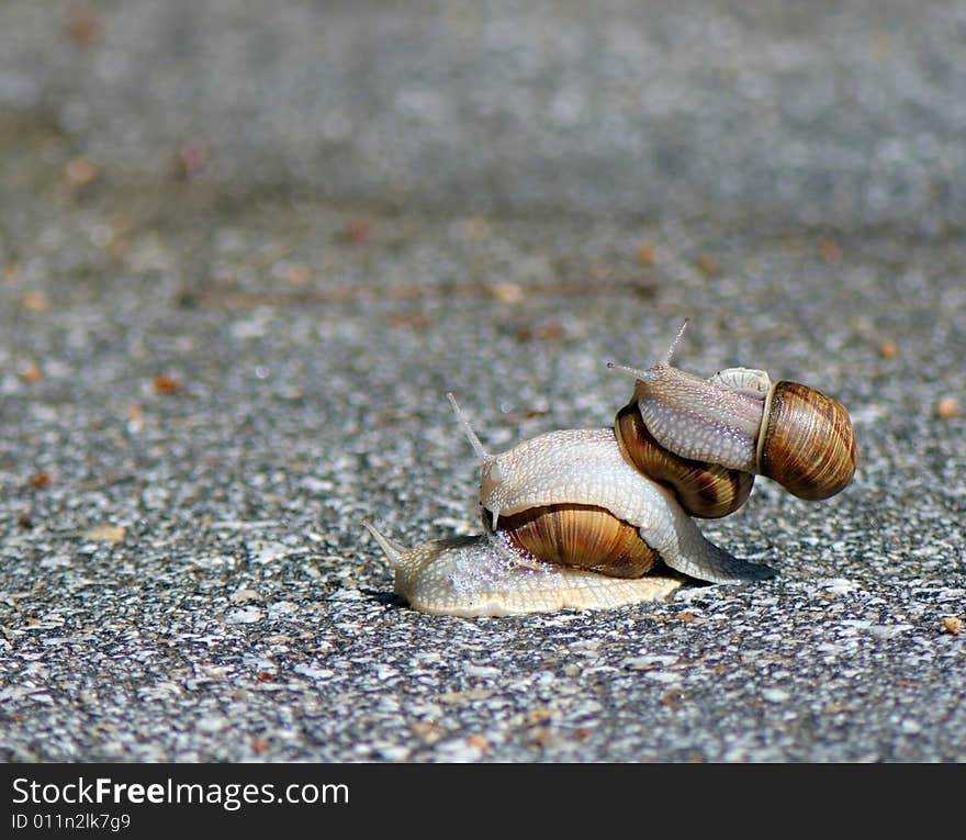 Three snails one rides other drives on. Three snails one rides other drives on