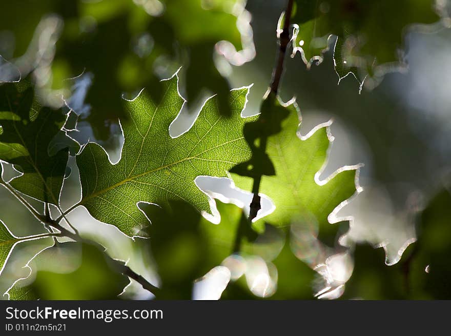 Backlit Oak Leaves